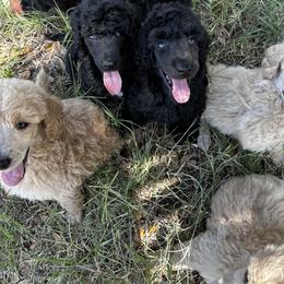 Poodle Puppies from Jaycee's Puppies
