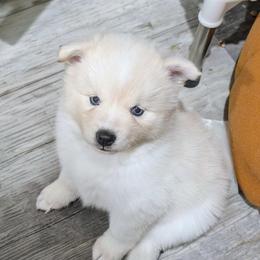Diamond -2200 - White female Pomsky puppy in Spring Hill, Florida from www.PuppyTimeEmporium.com