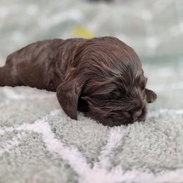 Zelda - Brown female Cocker Spaniel puppy in Fresno, California from Carvajal Cockers