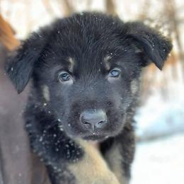German Shepherds from Ashley Newgard's German Shepherds