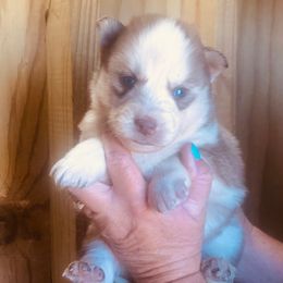 Zeus - Red and white male Siberian Husky puppy in Thomasville, Georgia from Southern Blues Siberian Huskies