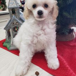 Poodle Puppies from Those Prissy P. Poodles