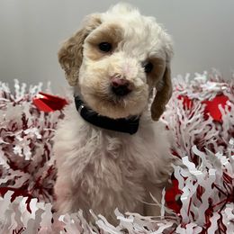 Carnation - Parti Poodle puppy in New Kensington, Pennsylvania from Happy puppy tails