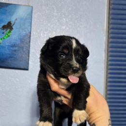 Girl 1 - Black tri female Toy Australian Shepherd puppy in Lubbock, Texas from Texas Bluebonnet Herders