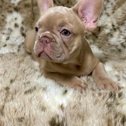 French Bulldog Puppies from The French Bulldog Company LLC