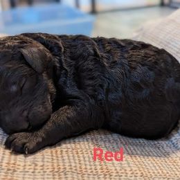 Poodle and Whippet Puppies from Moonbeam Whippets And Poodles