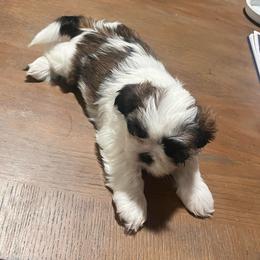 Bruno - Liver and white male Shih Tzu puppy in Bardstown, Kentucky from Kelly Clark's Shih Tzu