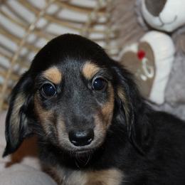 Girl 4 - Black and cream female Dachshund puppy in Craig, Colorado from Rocky Mountain Shih Tzus and Dry Creek Miniature Dachshunds