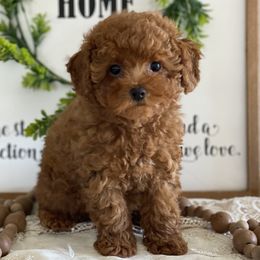 Ivy - Red  female Poodle puppy in Lagrange, Indiana from Heavn Sent Acres