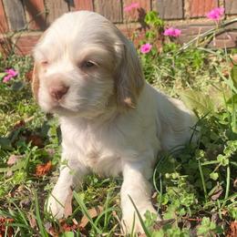 Female 1 - Buff and white female Cocker Spaniel puppy in Gadsden, Alabama from Rich Cat’s