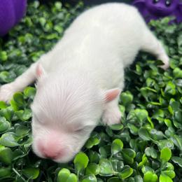 Girl 1 - White female Pomeranian puppy in Brentwood, California from Royalpawpoms