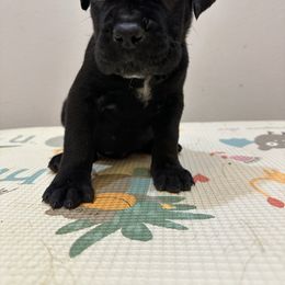 Lizzy - Black female Cane Corso puppy in Lancaster, California from Catanzaro Cane Corso