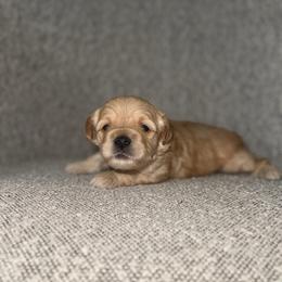 Hiccup - Apricot male Goldendoodle puppy in Layton, Utah from Gracious Doodle Dogs