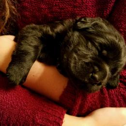Labrador Retriever Puppies from Kingridge Kennels