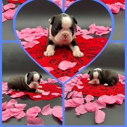 Homer - Seal and white male Boston Terrier puppy in Jacksonville, Florida from Trail’s End Boston Terriers