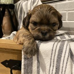 Charlie - Gold male Shih Tzu puppy in Lexington, North Carolina from SCS Shih Tzus