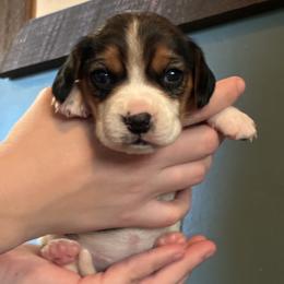 Girl 4 - Lou - Red black and white female Beagle puppy in Carthage, Missouri from Rocking H Dogs