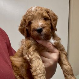 Penny's Green boy - Red  male Goldendoodle puppy in Phelan, California from High Desert Doodles - the original