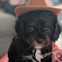 Bandit - Tri-color male Cavapoo puppy in Sunnyvale, Texas from Sunnytown Farm Cavapoos