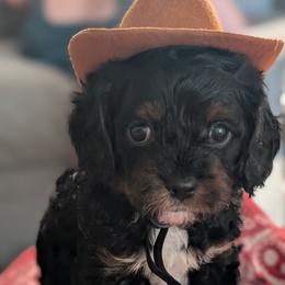 Bandit - Tri-color male Cavapoo puppy in Sunnyvale, Texas from Sunnytown Farm Cavapoos