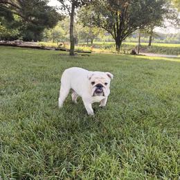 Cotton - Bulldog