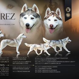 Siberian Husky puppies from Nature's Echoing Siberians