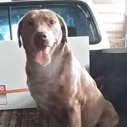 Luna - Dilute Retriever