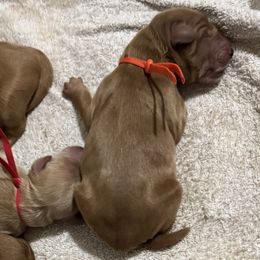 Woodstock (Orange Collar) - Red  male Goldendoodle puppy in Bay City, Texas from Charming Doods
