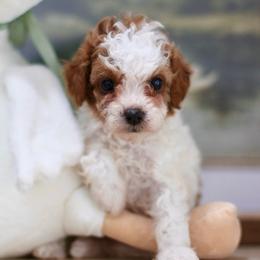 Capri - Parti female Goldendoodle puppy in Alamance County, North Carolina from Doodle Squad Puppies