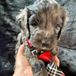 Hiram - Merle male Cockapoo puppy in Adrian, Oregon from ApplebyFarm