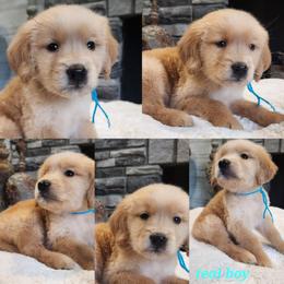 Teal boy - Golden male Golden Retriever puppy in Howell, Michigan from Robbin's Treasures