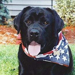 Labrador Retrievers from aMAZZing Labradors