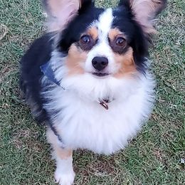 Miniature Australian Shepherds and Toy Australian Shepherds from Schwandt Toy Mini Aussies