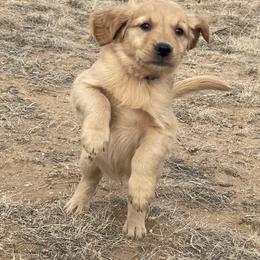 Tucker - Golden male Golden Retriever puppy in Wellington, Colorado from High Country Golden Retrievers