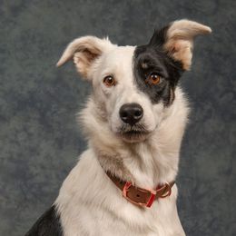 Luighseach - Border Collie