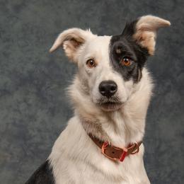 Luighseach - Border Collie