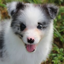 Border Collie Puppies from Kagee Border Collies