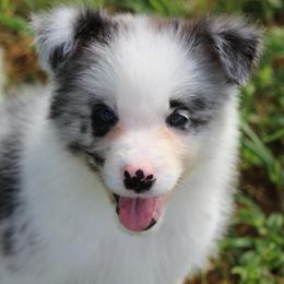 Border Collie Puppies from Kagee Border Collies