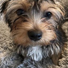 Morkies and Yorkshire Terriers from Christ Like Pups