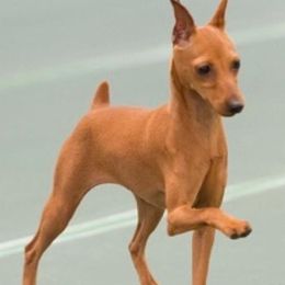 Miniature Pinschers from Marlex Min Pins