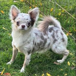 Delani - Chihuahua