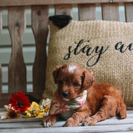 Poppy - Red female Cavapoo puppy in Spencerville, Indiana from Cavapoo Corner