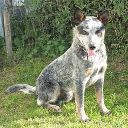 Australian Cattle Dogs and Australian Shepherds from Wild Oak Farms