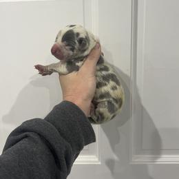 Pammy - Harlequin female Great Dane puppy in Florida from Beachside Kennels
