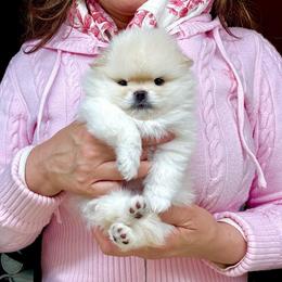 SugarRay - White male Pomeranian puppy in Irvine, California from Bon Bon Poms