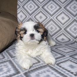 Teddy - Red and white male Shih Tzu puppy in Branson, Missouri from Ren