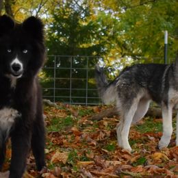 Girl 1 - Siberian Husky puppy from Gray Run Siberian Huskies