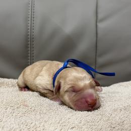 Frosted Flakes - Yellow male Labrador Retriever puppy in Dickson, Tennessee from Cane Creek Labradors