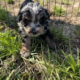 Juliet - Black tri-color female Aussiedoodle puppy in Jerome, Michigan from Haaspawz