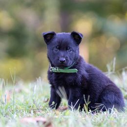 M: Green Male (Solid Black) - Black brindle male Dutch Shepherd puppy in Alum Creek, West Virginia from Stay Wild K9